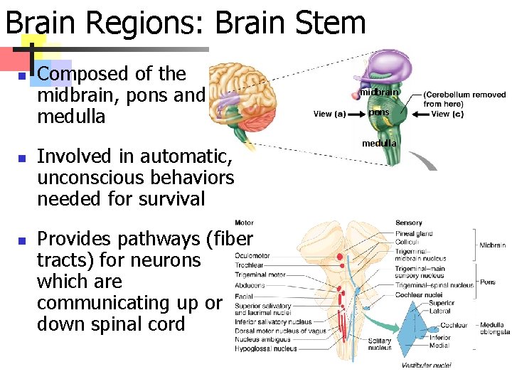 Brain Regions: Brain Stem n n n Composed of the midbrain, pons and medulla