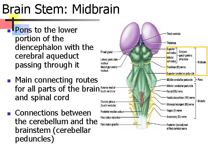 Brain Stem: Midbrain n Pons to the lower portion of the diencephalon with the