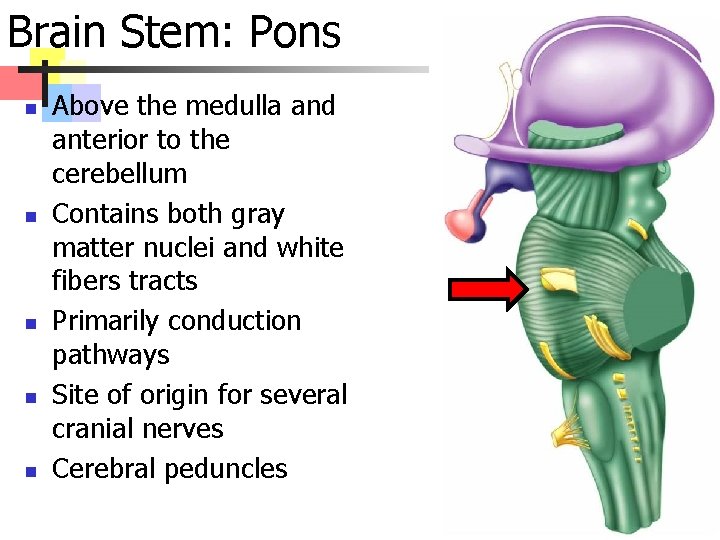 Brain Stem: Pons n n n Above the medulla and anterior to the cerebellum