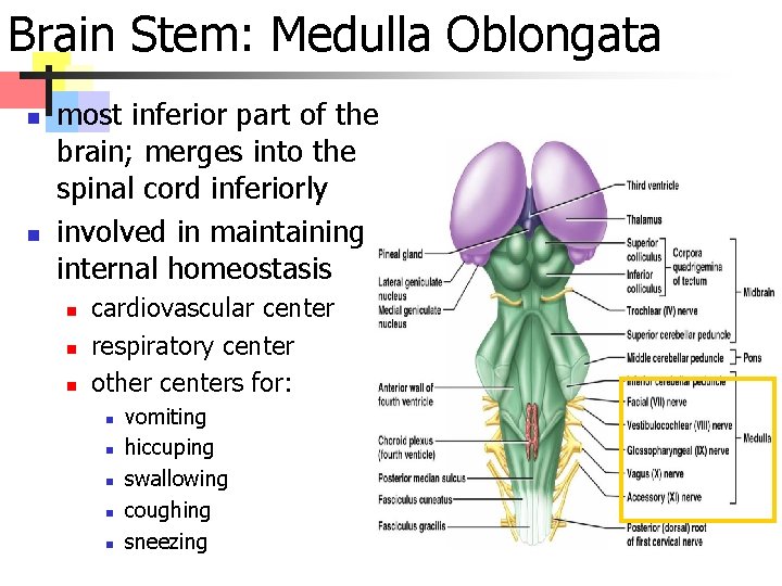 Brain Stem: Medulla Oblongata n n most inferior part of the brain; merges into