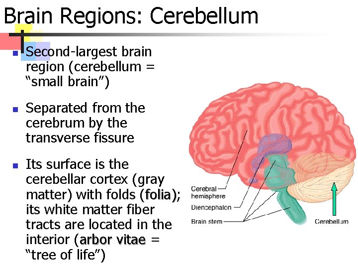 Brain Regions: Cerebellum n n n Second-largest brain region (cerebellum = “small brain”) Separated