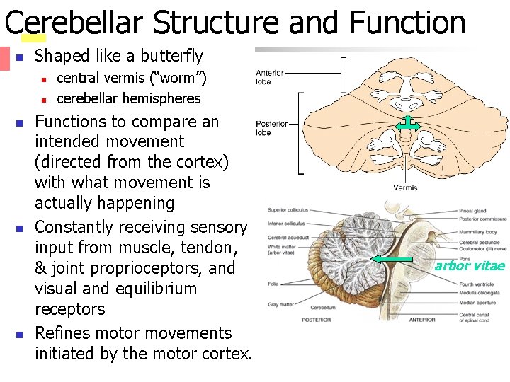 Cerebellar Structure and Function n Shaped like a butterfly n n n central vermis