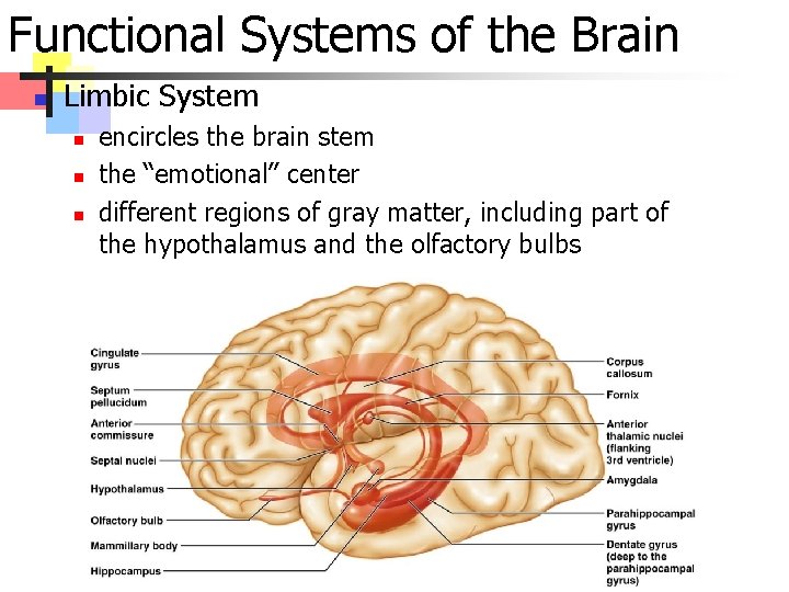 Functional Systems of the Brain n Limbic System n n n encircles the brain