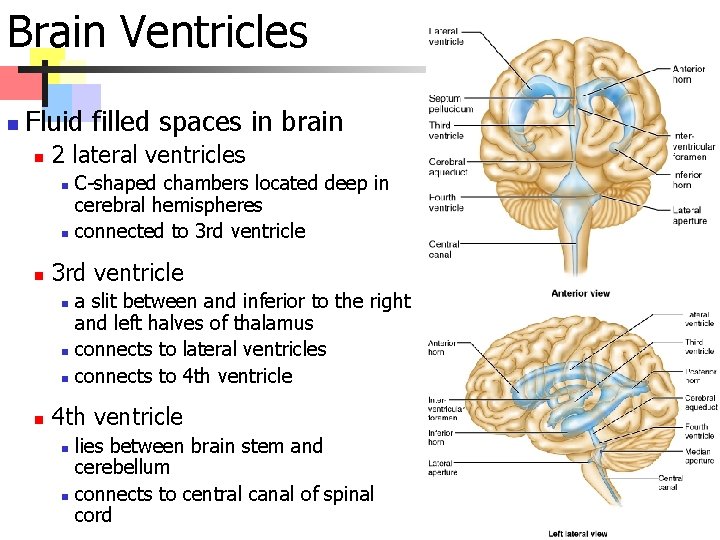 Brain Ventricles n Fluid filled spaces in brain n 2 lateral ventricles n n