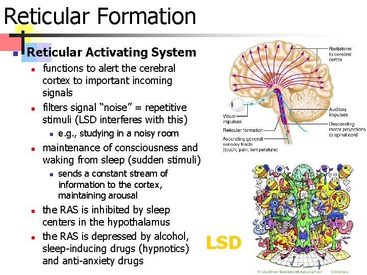 Reticular Formation n Reticular Activating System n n functions to alert the cerebral cortex
