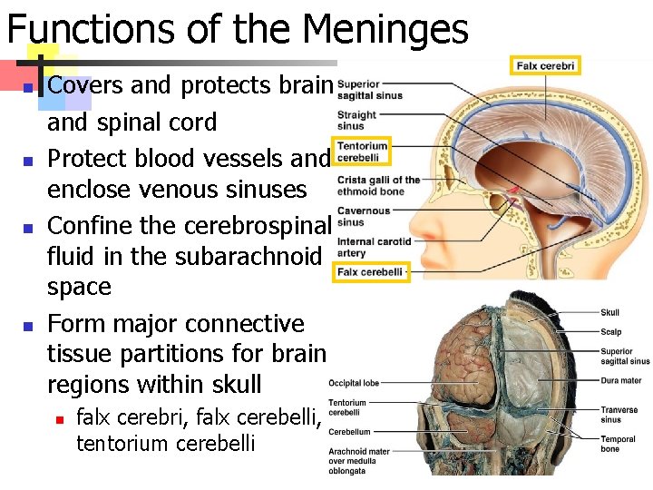 Functions of the Meninges n n Covers and protects brain and spinal cord Protect