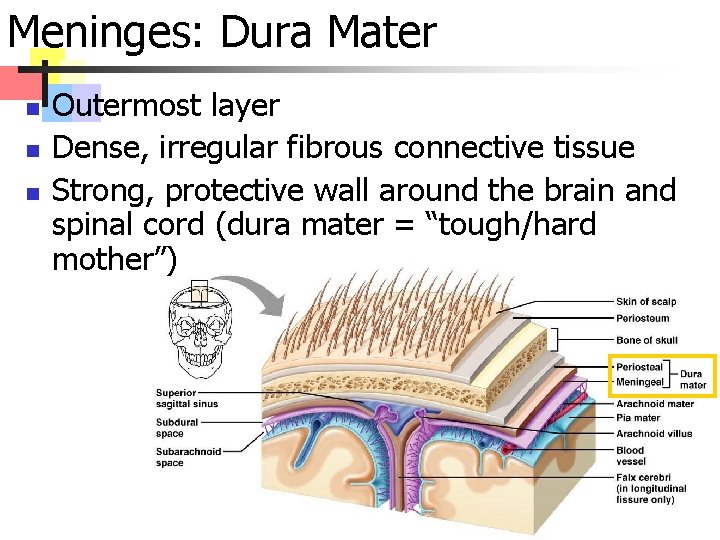 Meninges: Dura Mater n n n Outermost layer Dense, irregular fibrous connective tissue Strong,