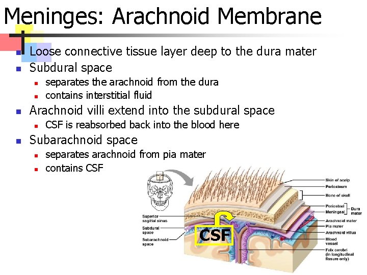 Meninges: Arachnoid Membrane n n Loose connective tissue layer deep to the dura mater