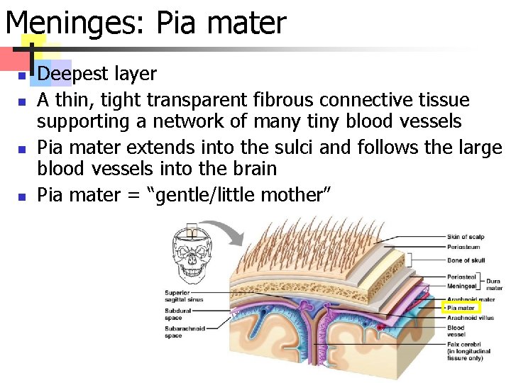 Meninges: Pia mater n n Deepest layer A thin, tight transparent fibrous connective tissue