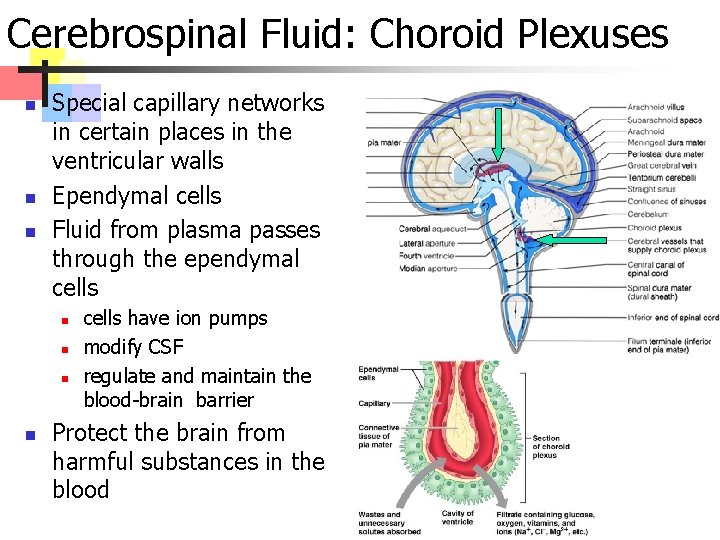 Cerebrospinal Fluid: Choroid Plexuses n n n Special capillary networks in certain places in