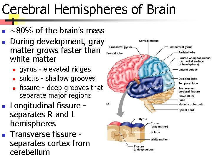 Cerebral Hemispheres of Brain n n ~80% of the brain’s mass During development, gray
