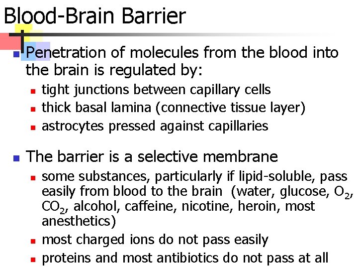 Blood-Brain Barrier n Penetration of molecules from the blood into the brain is regulated