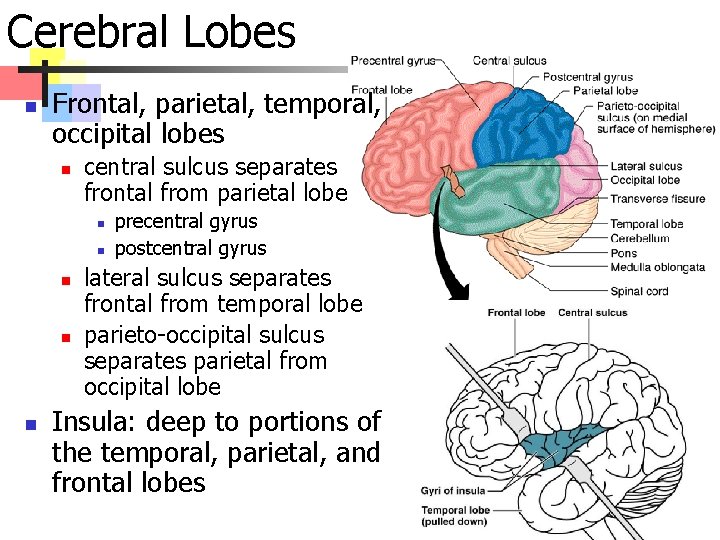 Cerebral Lobes n Frontal, parietal, temporal, occipital lobes n central sulcus separates frontal from