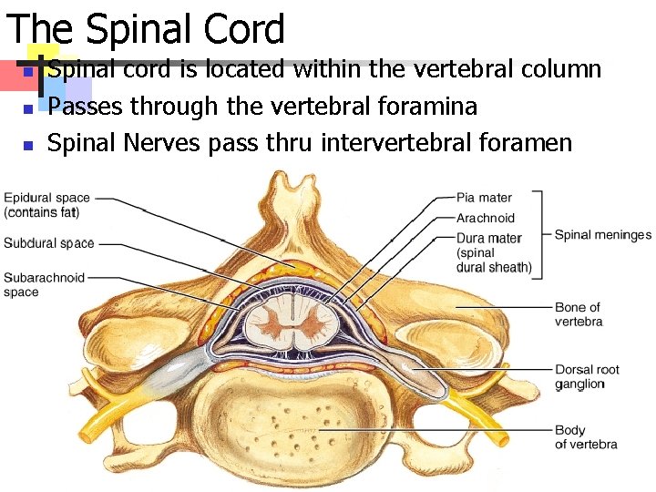 The Spinal Cord n n n Spinal cord is located within the vertebral column