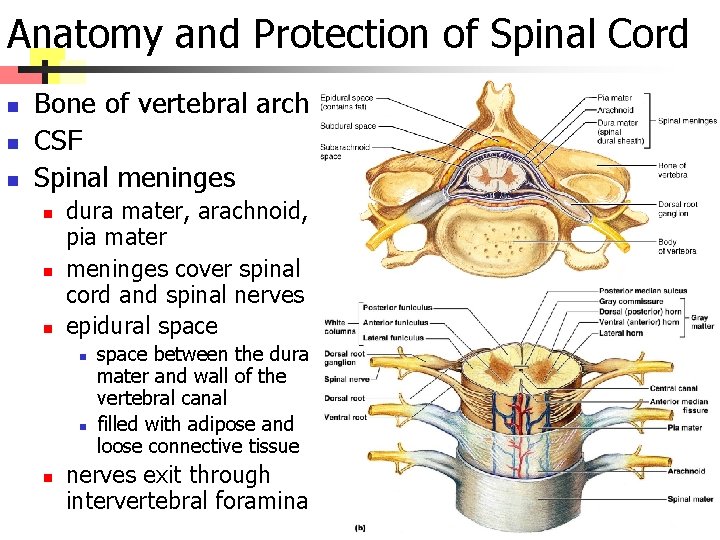 Anatomy and Protection of Spinal Cord n n n Bone of vertebral arch CSF