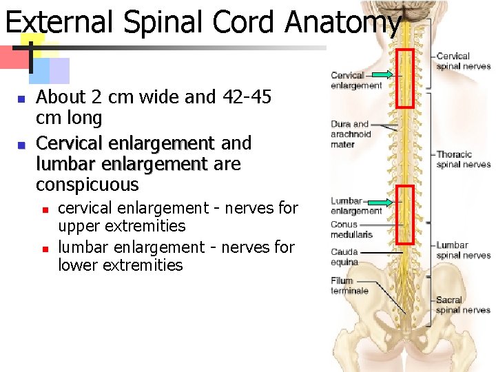 External Spinal Cord Anatomy n n About 2 cm wide and 42 -45 cm