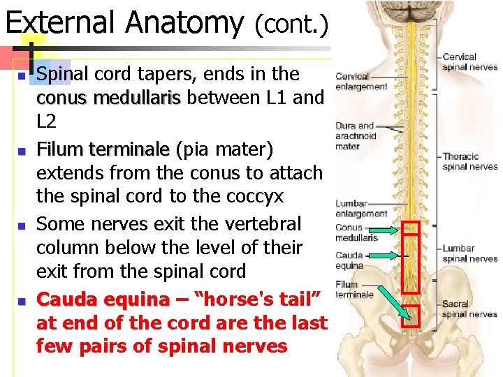 External Anatomy (cont. ) n n Spinal cord tapers, ends in the conus medullaris