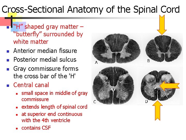 Cross-Sectional Anatomy of the Spinal Cord n n n “H” shaped gray matter –