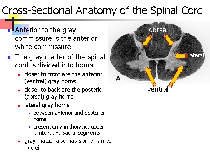 Cross-Sectional Anatomy of the Spinal Cord n n Anterior to the gray commissure is