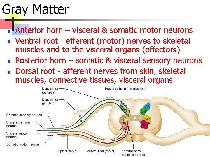 Gray Matter n n Anterior horn – visceral & somatic motor neurons Ventral root
