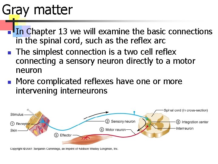 Gray matter n n n In Chapter 13 we will examine the basic connections