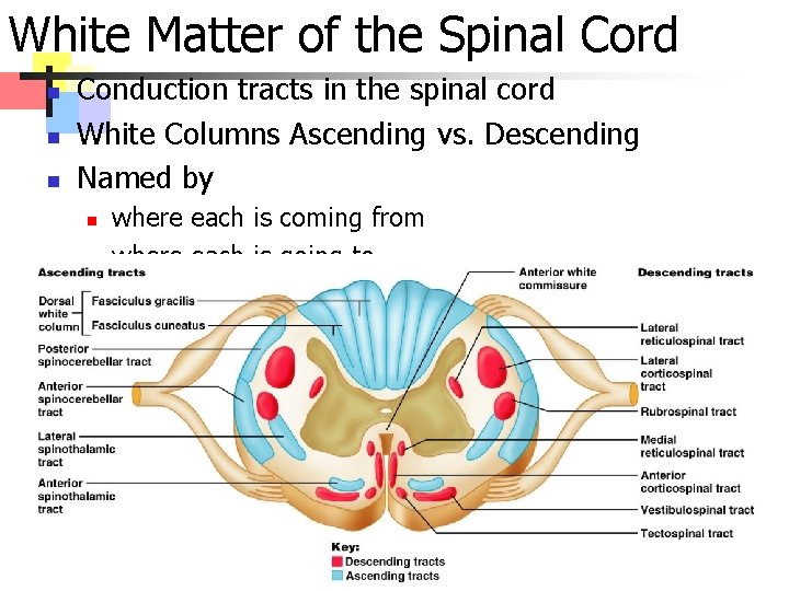 White Matter of the Spinal Cord n n n Conduction tracts in the spinal