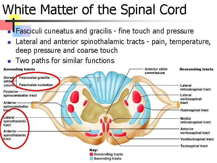 White Matter of the Spinal Cord n n n Fasciculi cuneatus and gracilis -