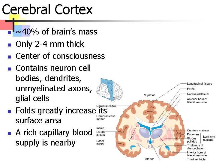 Cerebral Cortex n n n ~40% of brain’s mass Only 2 -4 mm thick