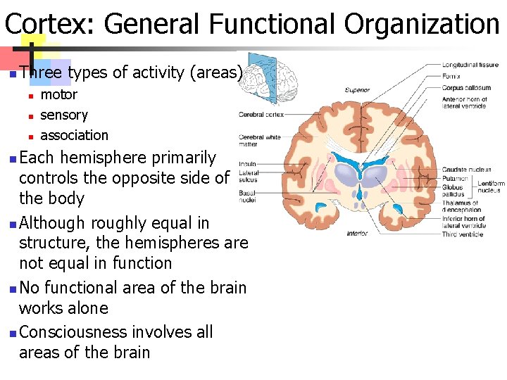Cortex: General Functional Organization n Three types of activity (areas) n n n motor