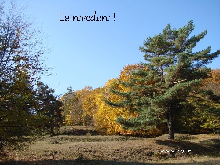 La revedere ! www. loribalogh. ro 