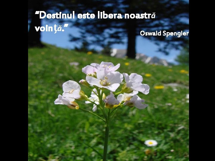 “Destinul este libera noastră voinţă. ” Oswald Spengler 