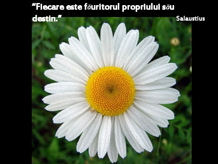 “Fiecare este făuritorul propriului său Salaustius destin. ” 