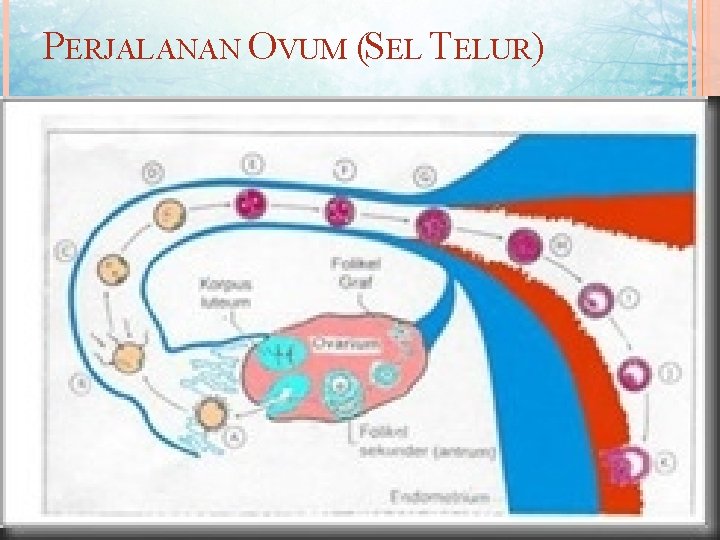 PERJALANAN OVUM (SEL TELUR) 