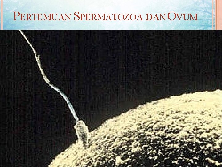 PERTEMUAN SPERMATOZOA DAN OVUM 