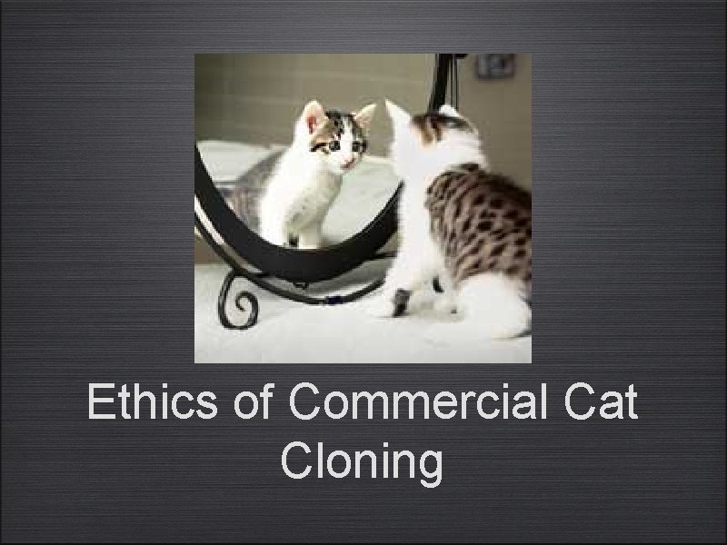 Ethics of Commercial Cat Cloning 