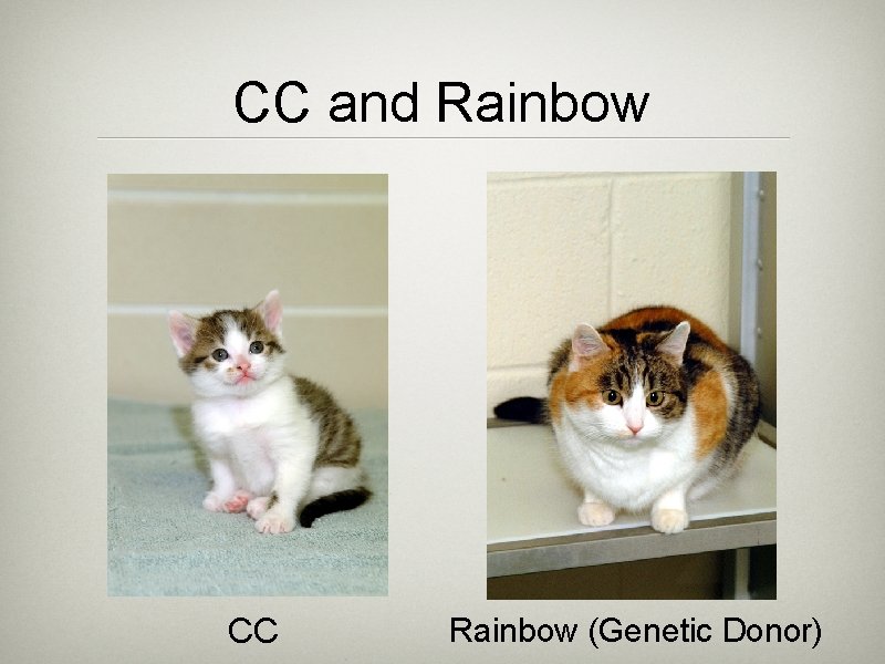CC and Rainbow CC Rainbow (Genetic Donor) 