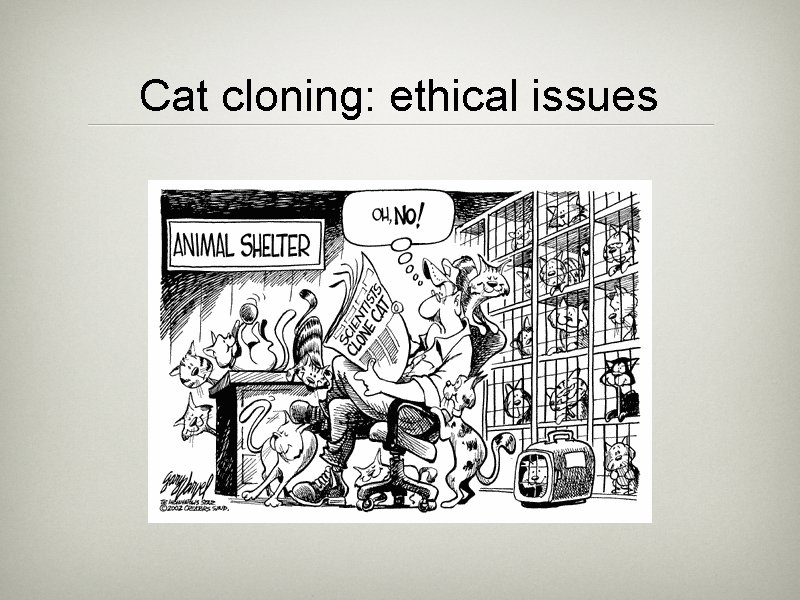 Cat cloning: ethical issues 