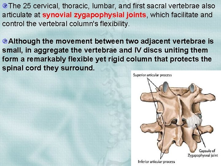 The 25 cervical, thoracic, lumbar, and first sacral vertebrae also articulate at synovial zygapophysial