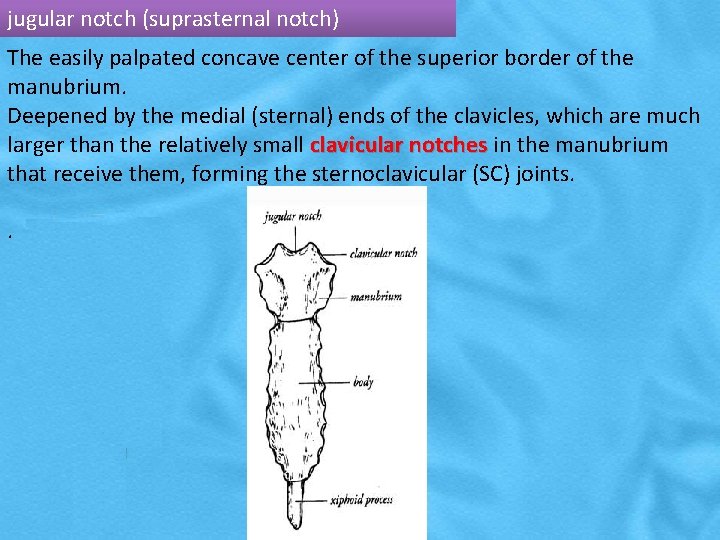 jugular notch (suprasternal notch) The easily palpated concave center of the superior border of