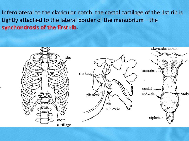 Inferolateral to the clavicular notch, the costal cartilage of the 1 st rib is