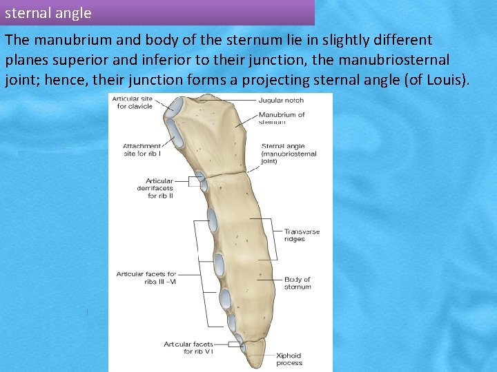 sternal angle The manubrium and body of the sternum lie in slightly different planes