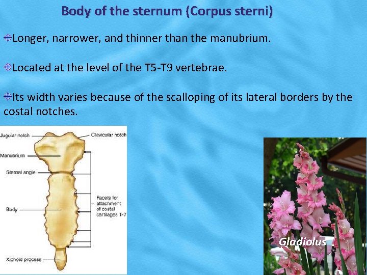 Body of the sternum (Corpus sterni) Longer, narrower, and thinner than the manubrium. Located