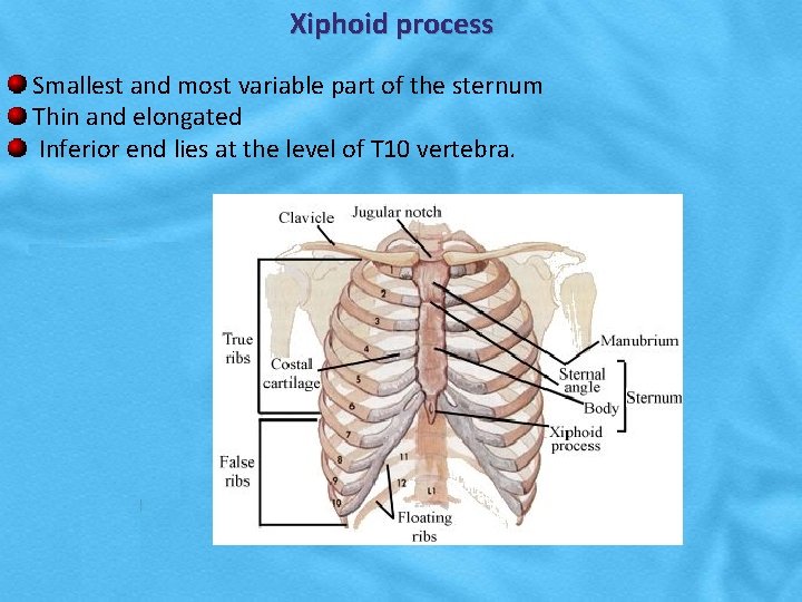 Xiphoid process Smallest and most variable part of the sternum Thin and elongated Inferior