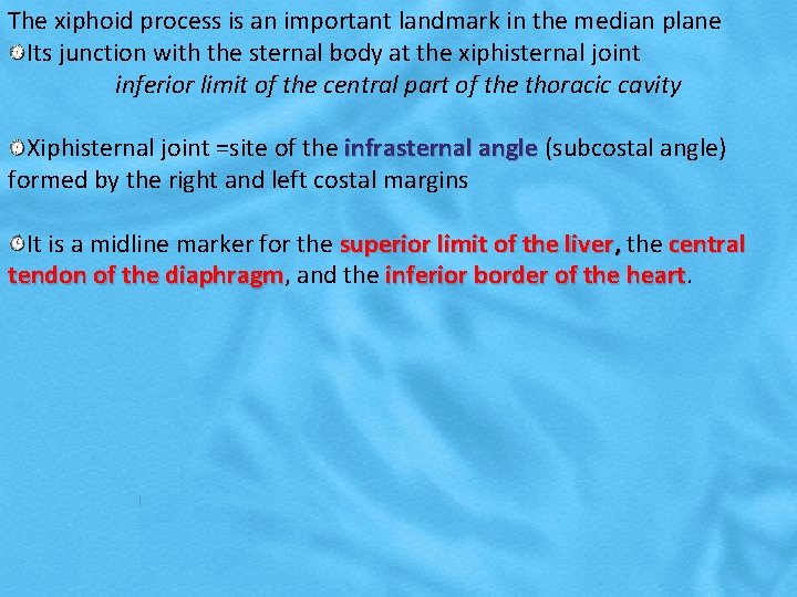 The xiphoid process is an important landmark in the median plane Its junction with