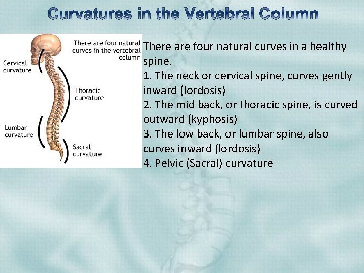 There are four natural curves in a healthy spine. 1. The neck or cervical