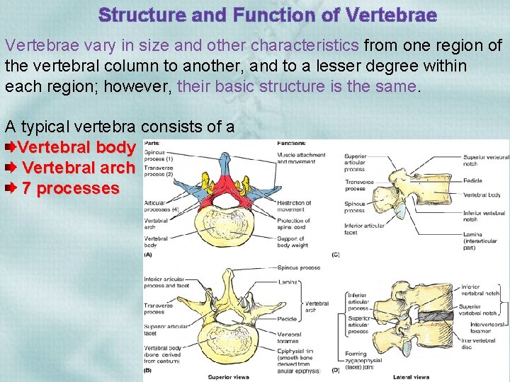 Structure and Function of Vertebrae vary in size and other characteristics from one region