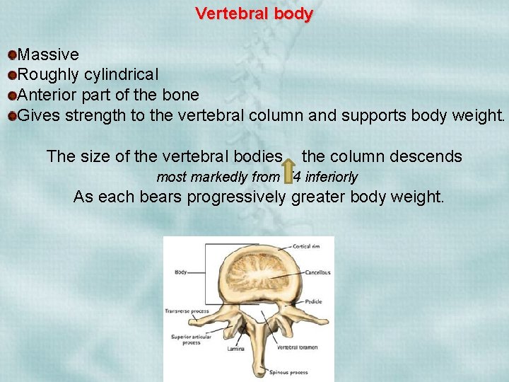 Vertebral body Massive Roughly cylindrical Anterior part of the bone Gives strength to the