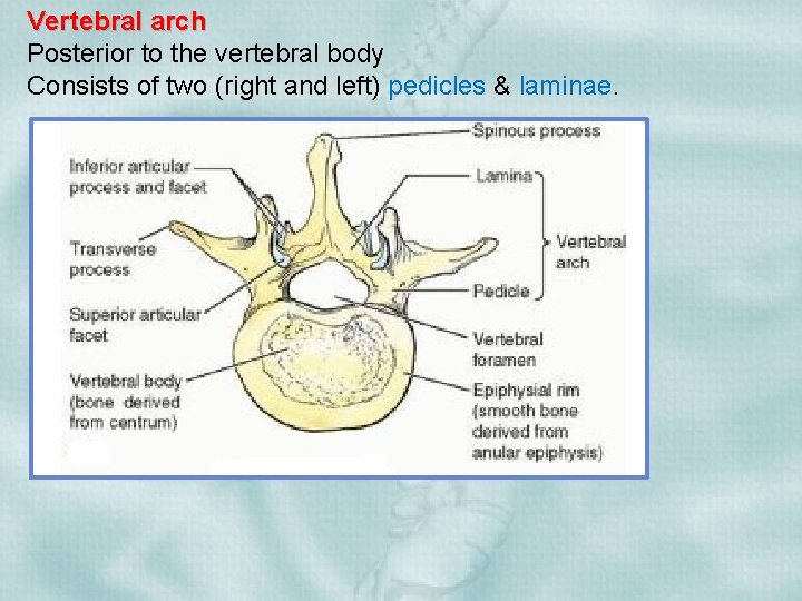 Vertebral arch Posterior to the vertebral body Consists of two (right and left) pedicles