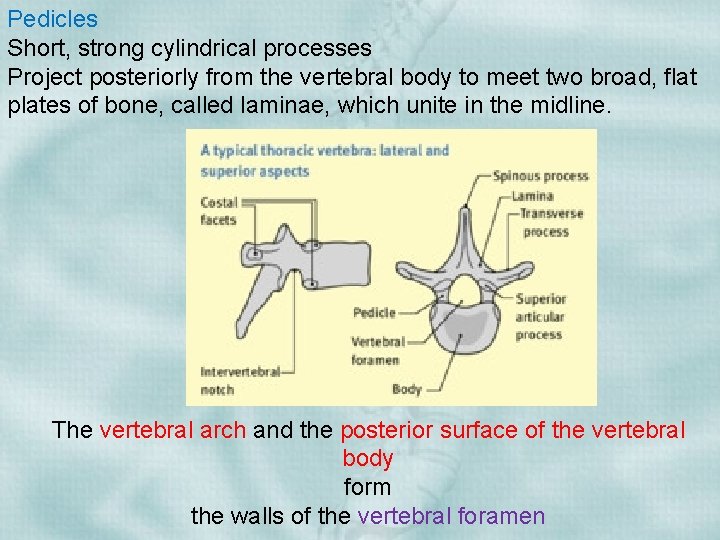 Pedicles Short, strong cylindrical processes Project posteriorly from the vertebral body to meet two