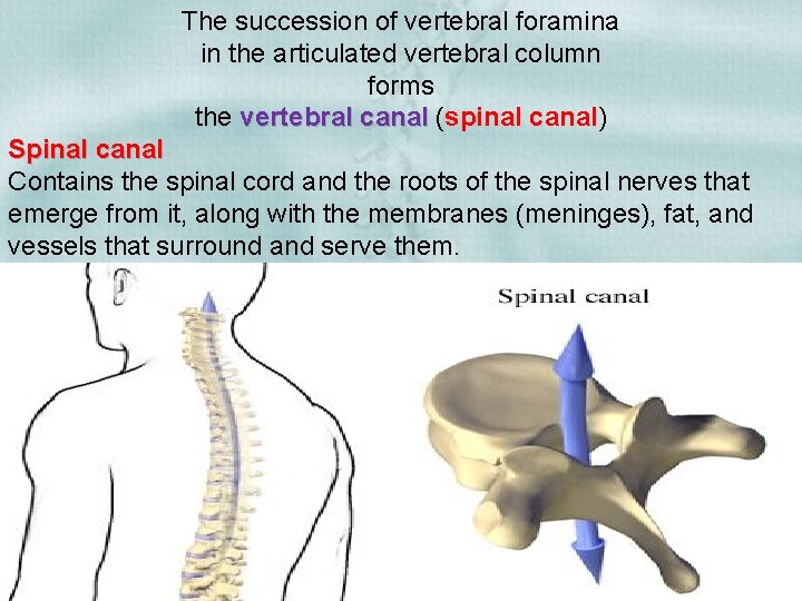 The succession of vertebral foramina in the articulated vertebral column forms the vertebral canal